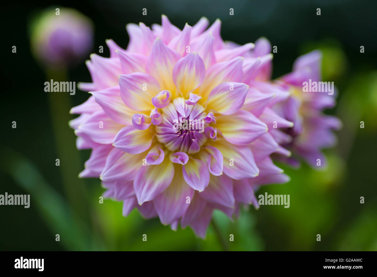 Rosa und gelbe Dahlie Blume in voller Blüte Nahaufnahme Stockfoto