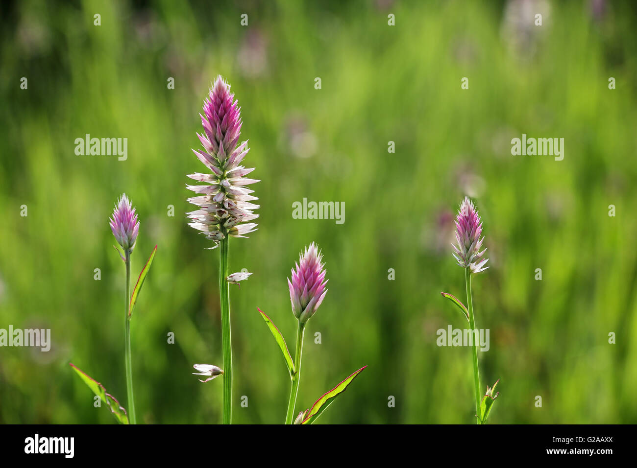 Schöne rosa Celosia Flamingo Feder Blumen aus Goa. Celosia ist kleine Gattung Amarant Familie. Stockfoto