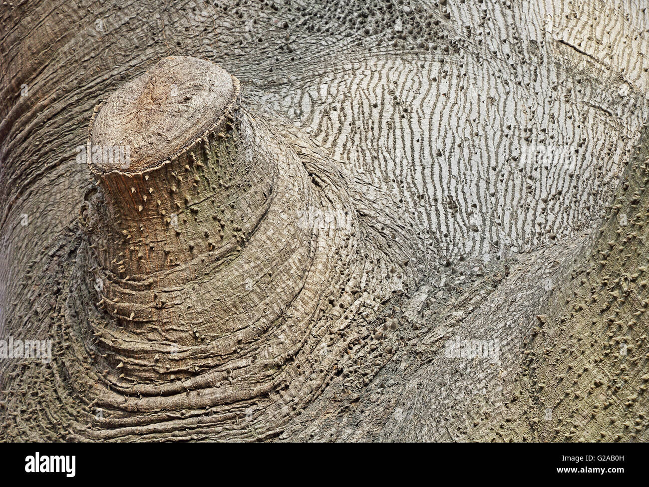 Details der Textur eines riesigen Kapok-Baumes mit Zweig abgeschnitten hautnah Stockfoto