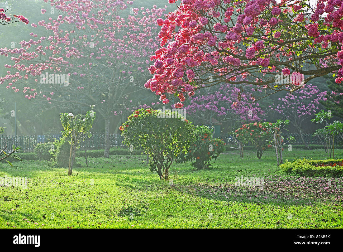 Ruhige Szene der Bäume im Park mit rosa Blüten in Wintermorgen Stockfoto