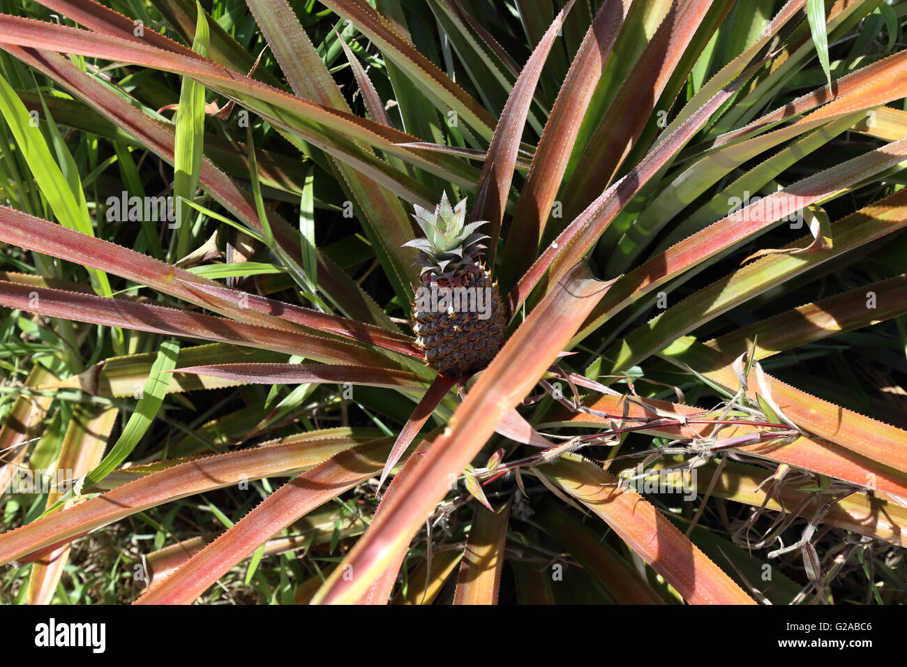 Ananas Pflanze Stockfotos und bilder Kaufen Alamy