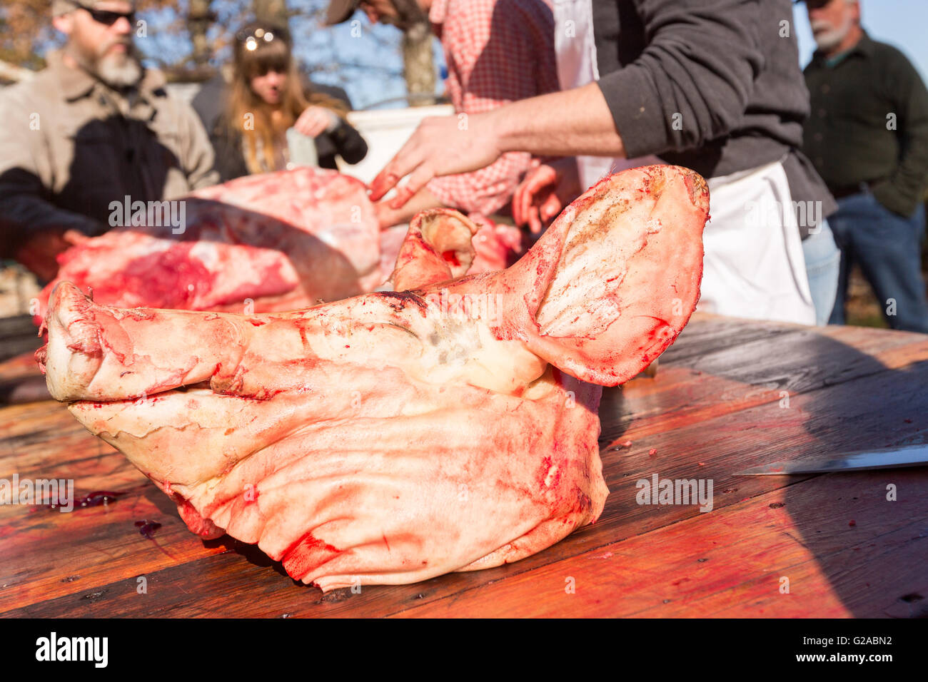 Schnitzen schwein schweinekopf und -Fotos in -Bildmaterial – Auflösung Alamy hoher