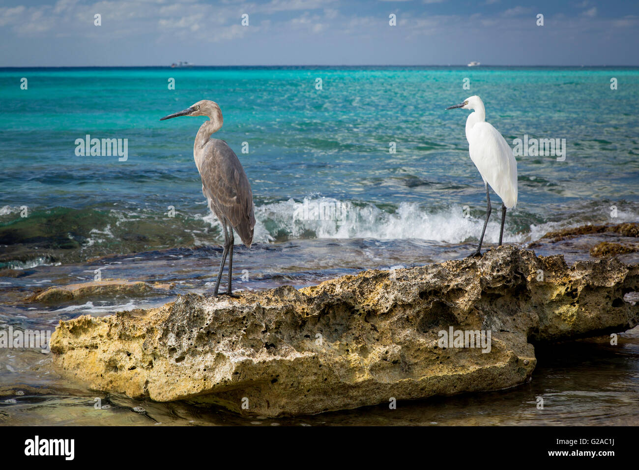 Graue und weiße Reiher auf einem Felsen entlang der Küste von Grand Cayman, Cayman-Inseln, West Indies Stockfoto