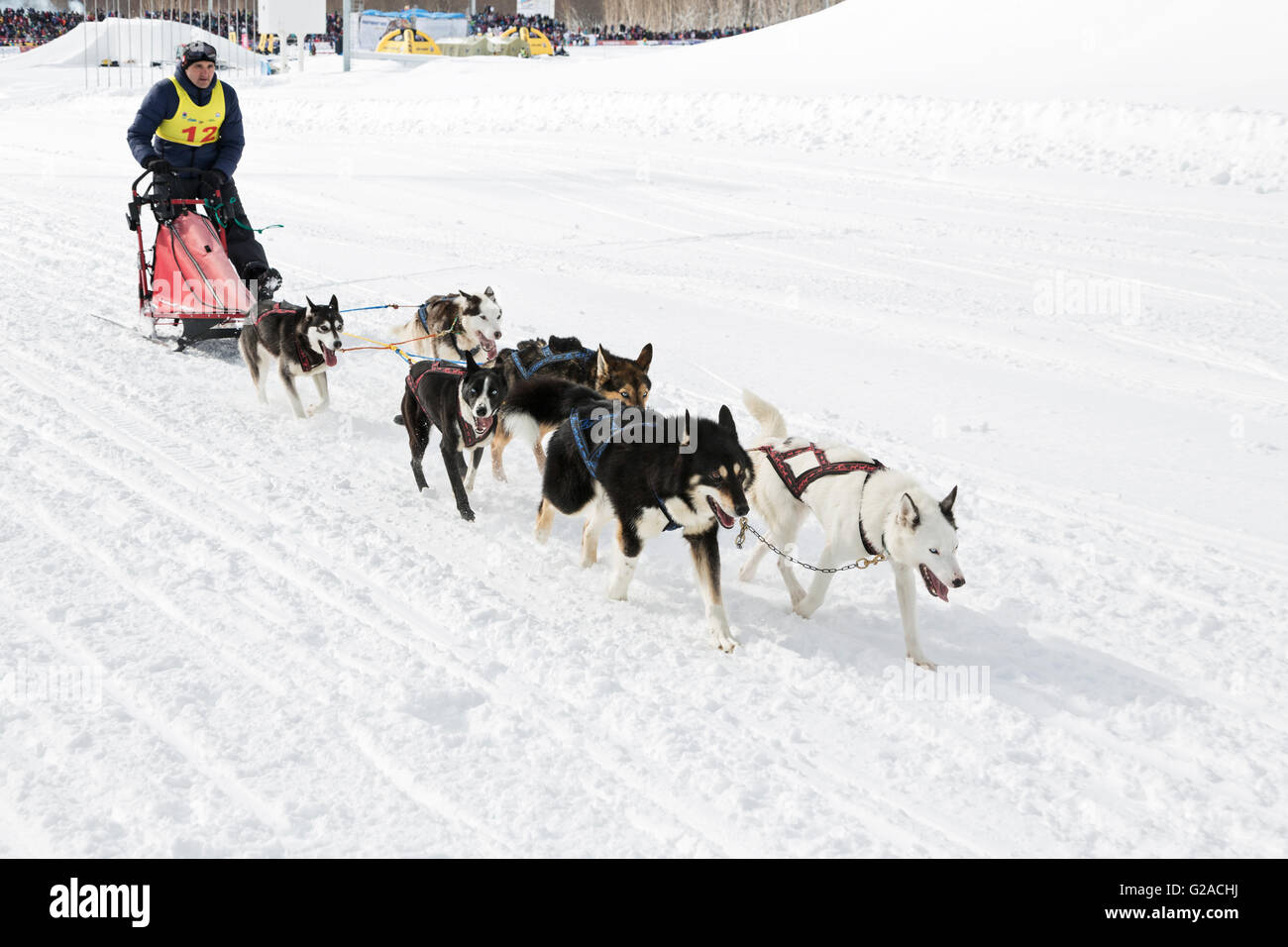 Schlittenhunde-Team Musher Alexander Krivogornitsyn ausgeführt. Kamtschatka Sled Dog Racing Beringia. Rennen-Prolog, Entfernung von 10 km. Stockfoto