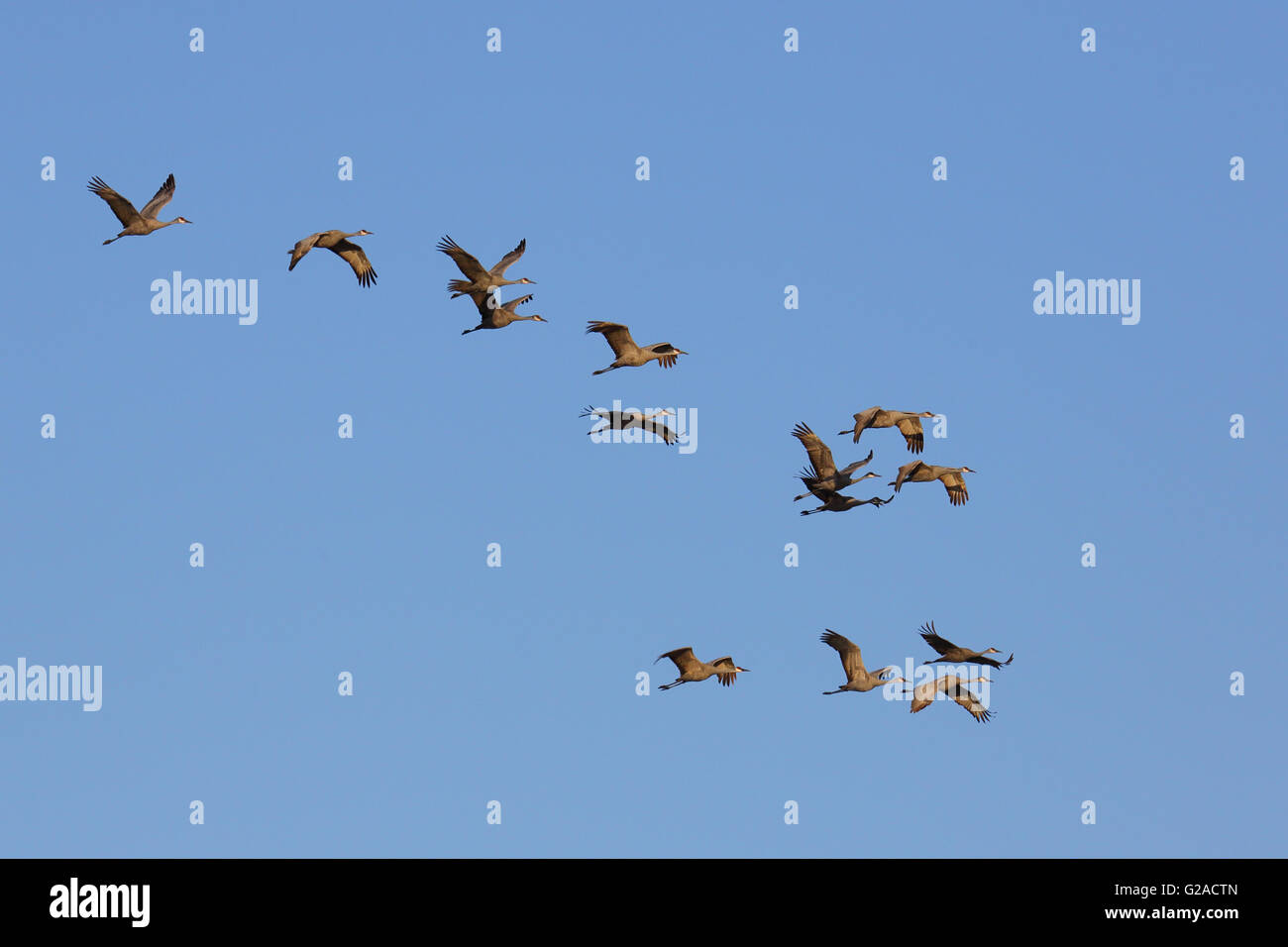 Kraniche fliegen vor blauem Himmel Stockfoto