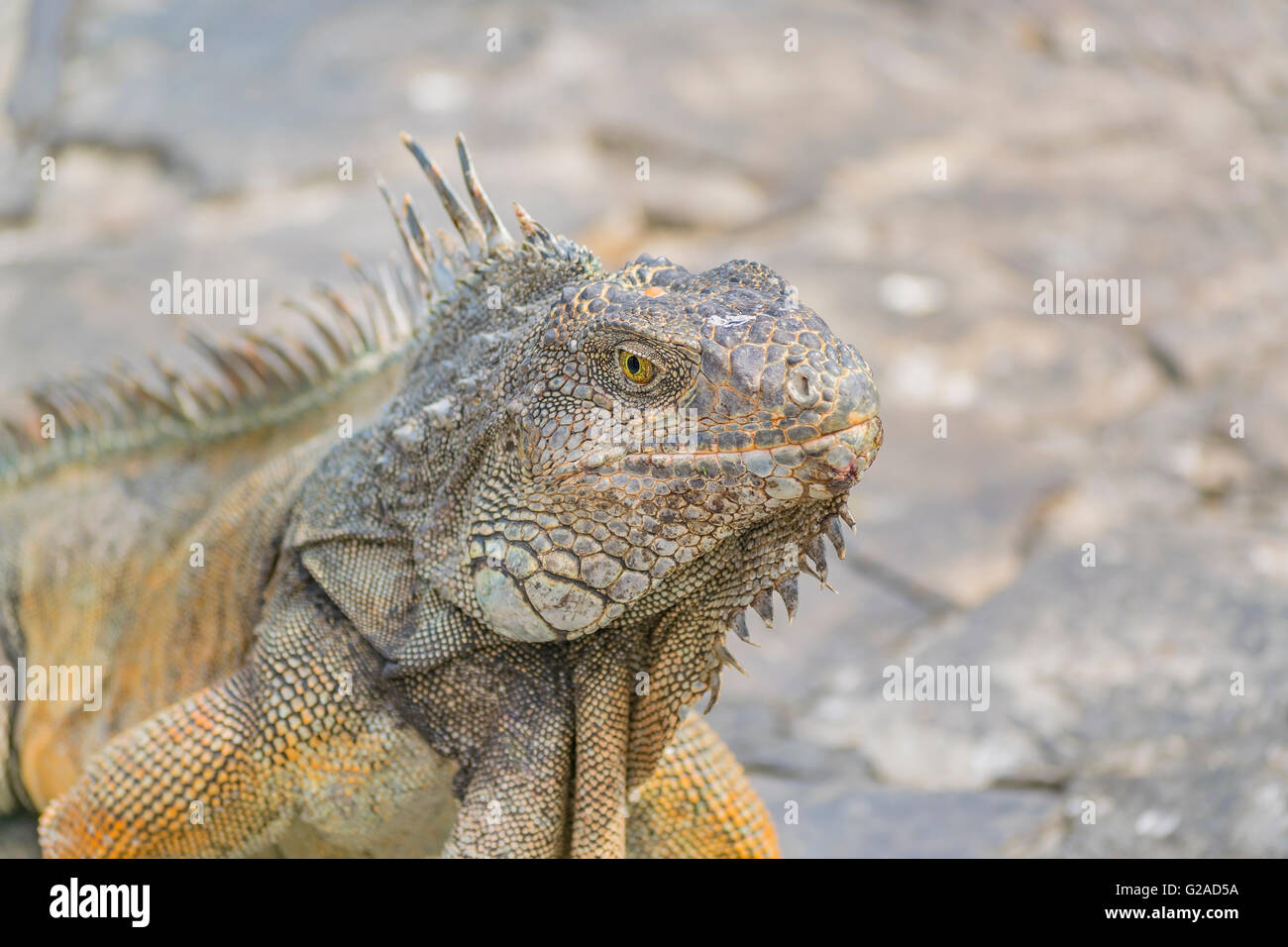 Detailansicht der Leguan Leguane Park, eine touristische Attraktion befindet sich in der Innenstadt von Guayaquil, Ecuador Stockfoto