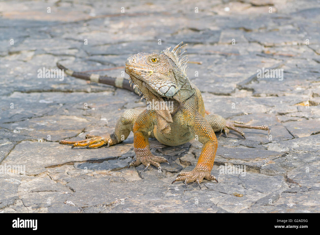 Leguan Leguane Park, eine touristische Attraktion befindet sich in der Innenstadt von Guayaquil, Ecuador Stockfoto