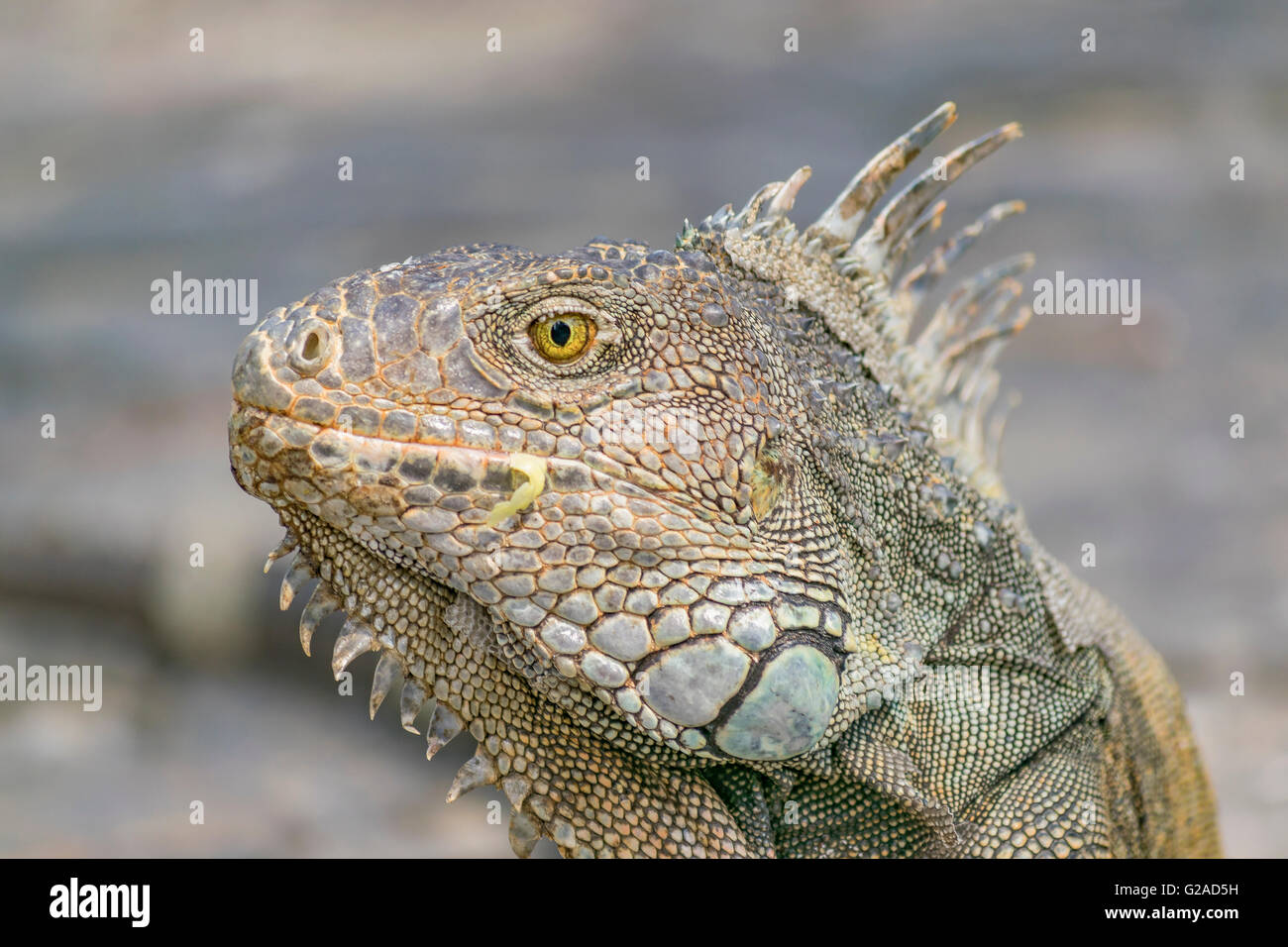 Detailansicht der Leguan Leguane Park, eine touristische Attraktion befindet sich in der Innenstadt von Guayaquil, Ecuador Stockfoto