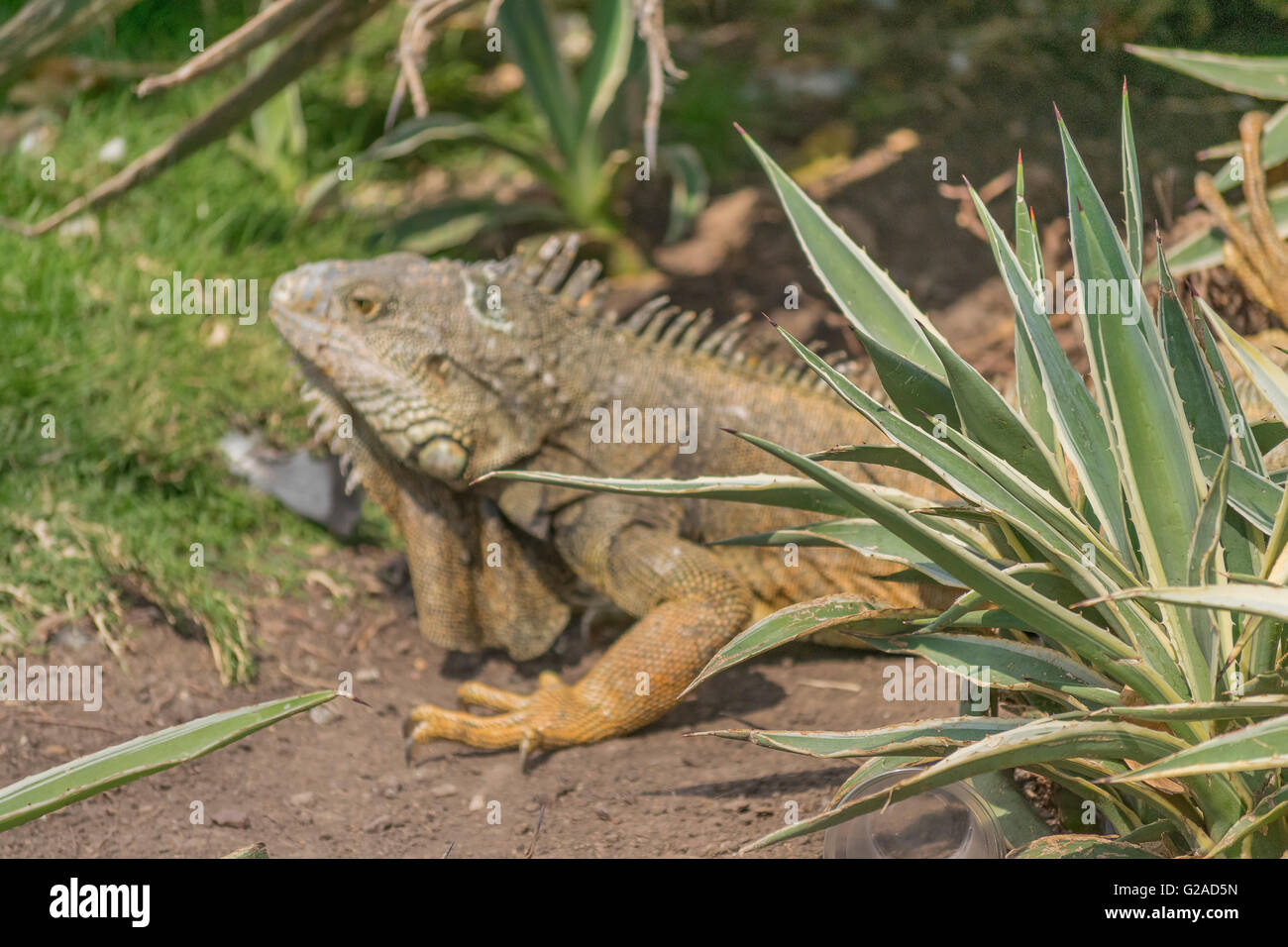 Leguan Leguane Park, eine touristische Attraktion befindet sich in der Innenstadt von Guayaquil, Ecuador Stockfoto