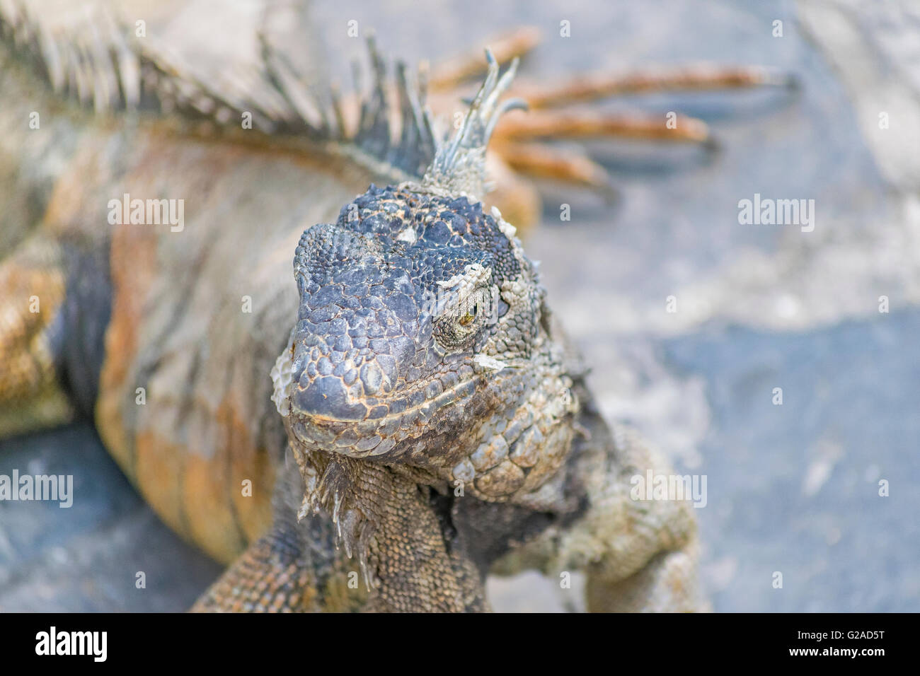 Detailansicht der Leguan Leguane Park, eine touristische Attraktion befindet sich in der Innenstadt von Guayaquil, Ecuador Stockfoto