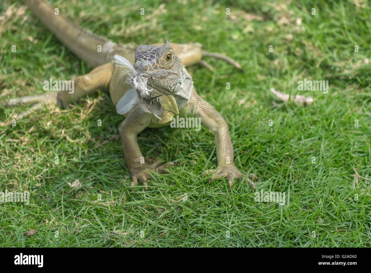 Kleinen Leguan Essen einen Vogel im Leguane Park, eine touristische Attraktion befindet sich in der Innenstadt von Guayaquil, Ecuador Stockfoto
