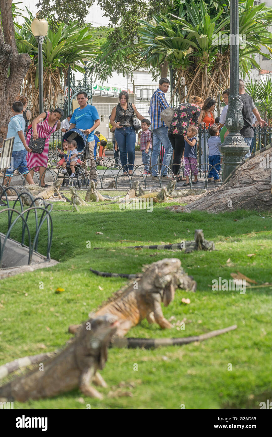 GUAYAQUIL, ECUADOR, Oktober - 2015 - Leguane Leguane Park, eine touristische Attraktion befindet sich in der Innenstadt von Guayaquil, EC Stockfoto