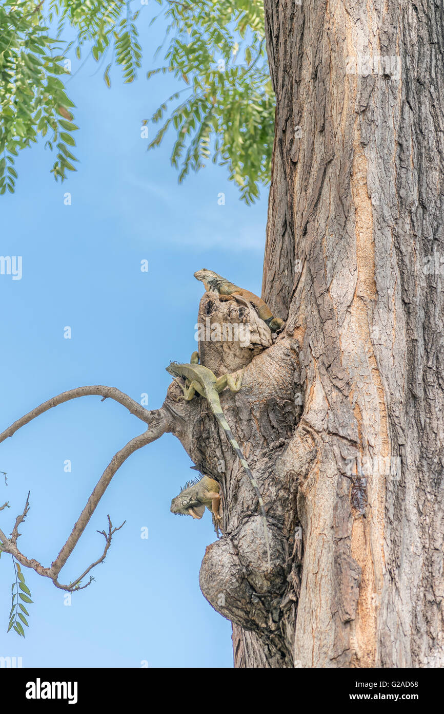 Leguane Leguane Park, eine touristische Attraktion befindet sich in der Innenstadt von Guayaquil, Ecuador Stockfoto