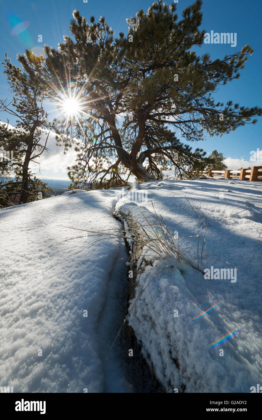 Sonnenstrahlen brechen durch Äste im winter Stockfoto