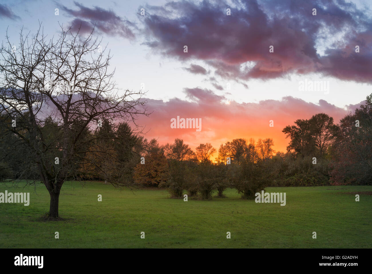 Bäume auf der grünen Wiese bei Sonnenuntergang Stockfoto