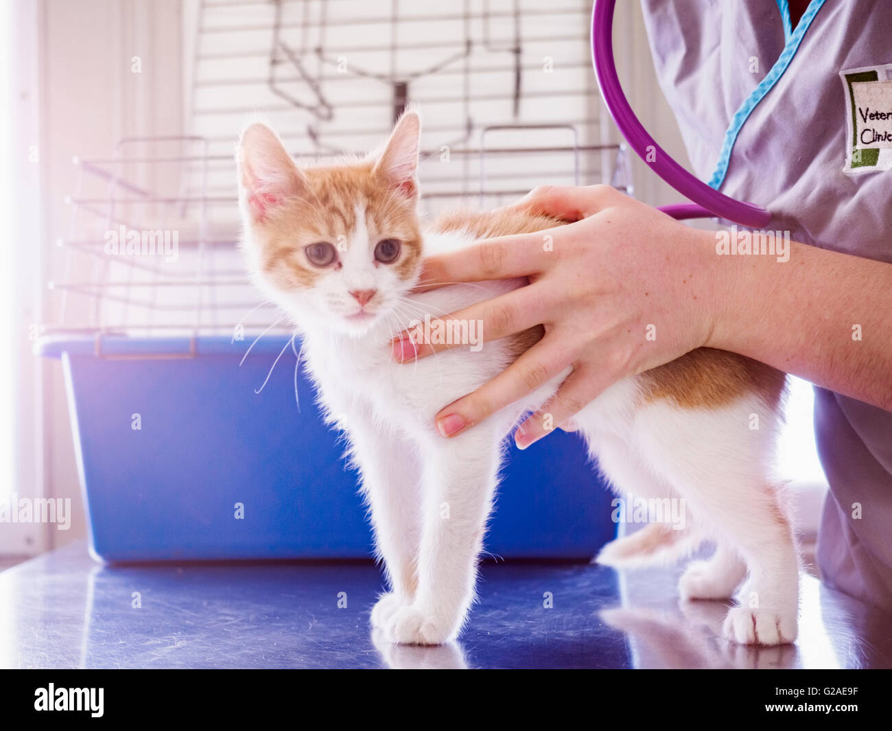 Tierarzt Prüfung Kätzchen Stockfoto