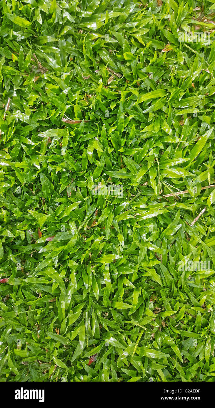 üppige grüne Buffalo Grass als Rasenfläche Stockfotografie   Alamy