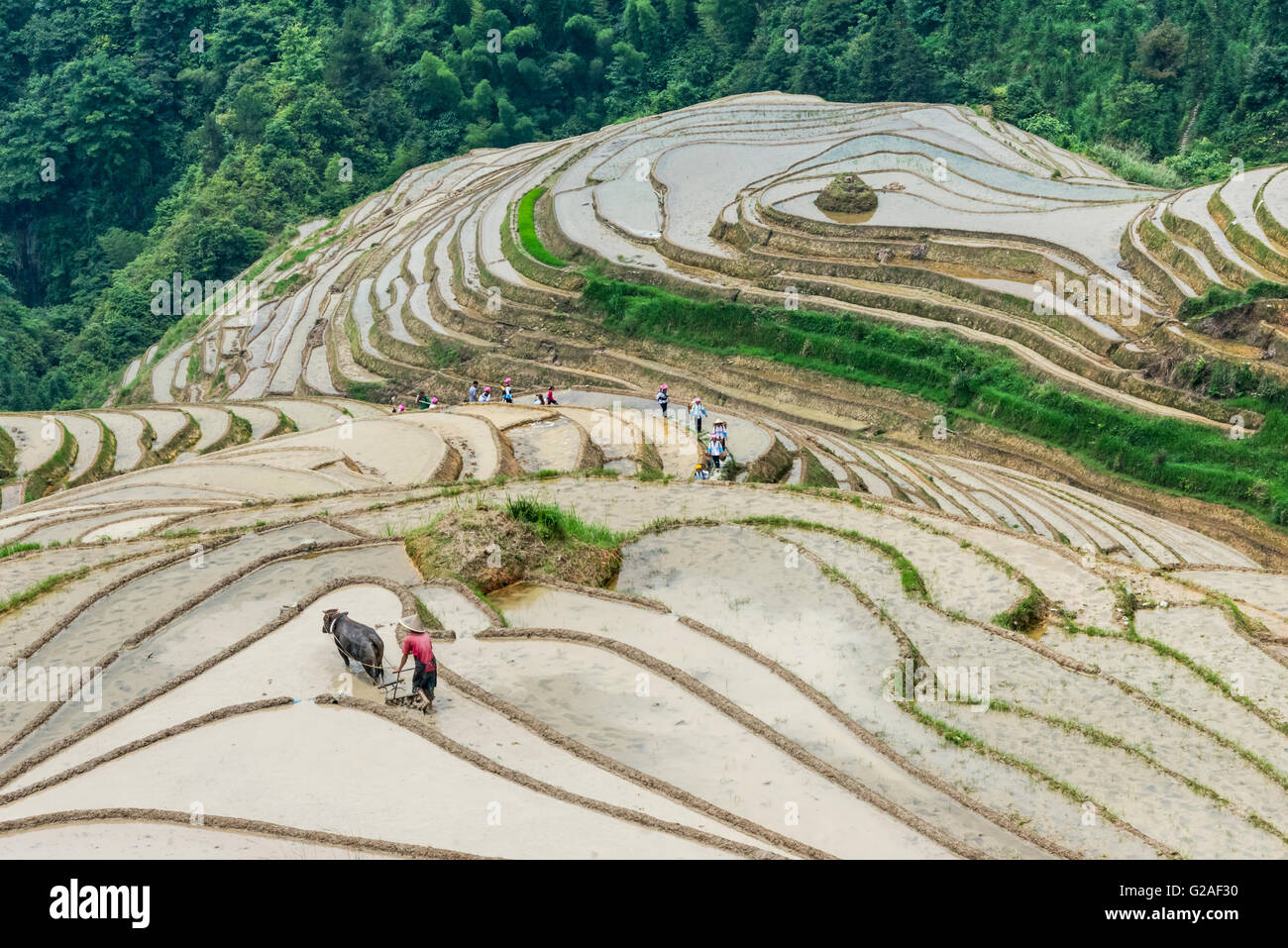 Zhuang Menschen auf Wasser gefüllt Reis Terrasse in den Bergen, Longsheng, Provinz Guangxi, China Stockfoto