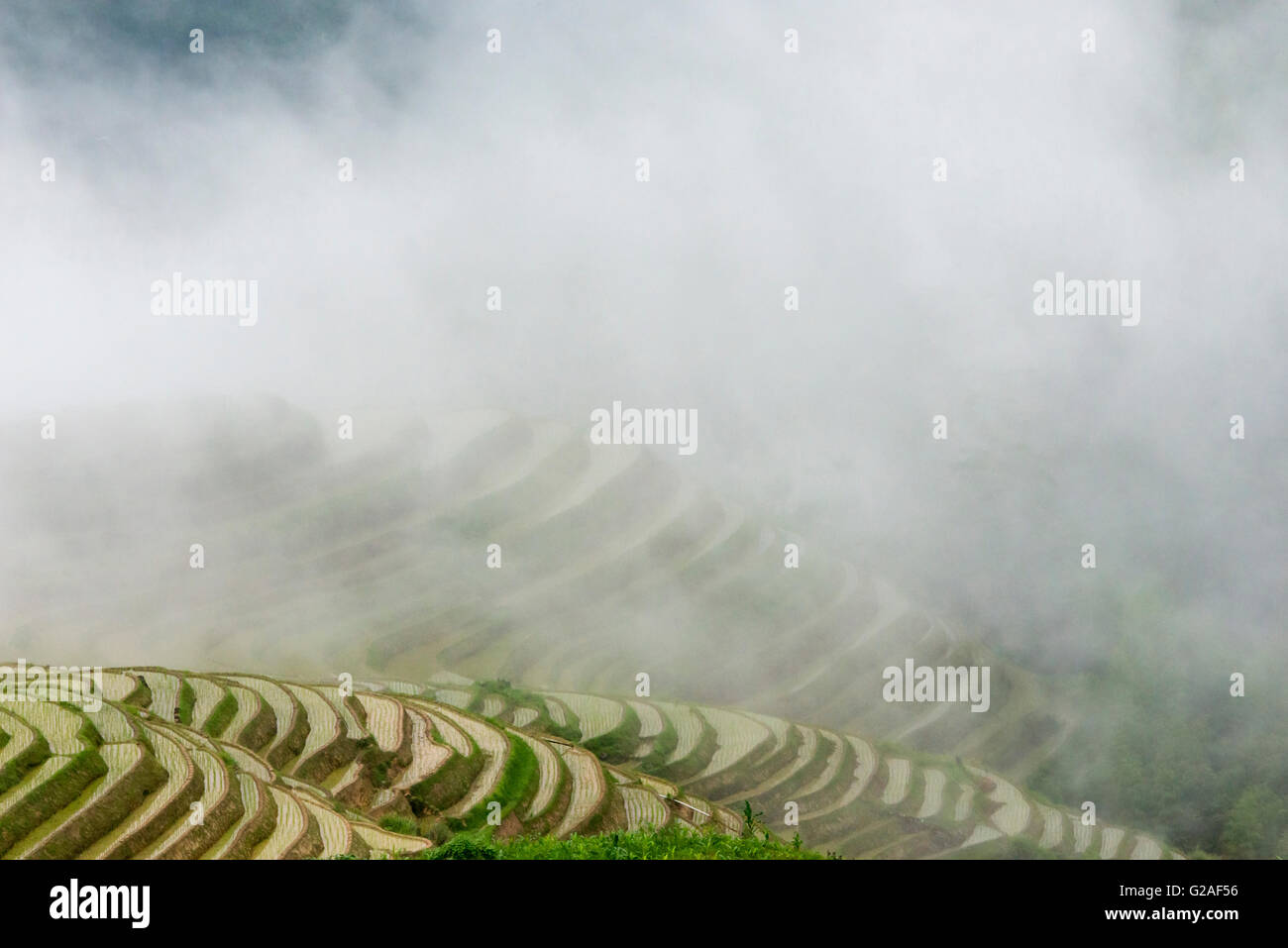 Wassergefüllten Reisterrassen im Morgennebel im Gebirge, Longsheng, Provinz Guangxi, China Stockfoto