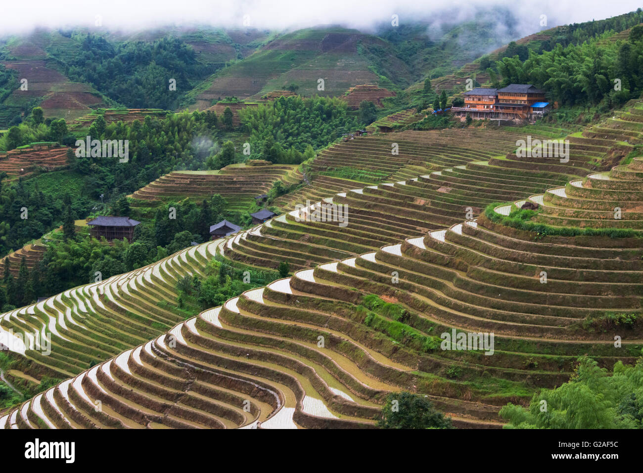 Dorfhäuser und Reisterrassen im Morgennebel im Gebirge, Dazhai, Provinz Guangxi, China Stockfoto