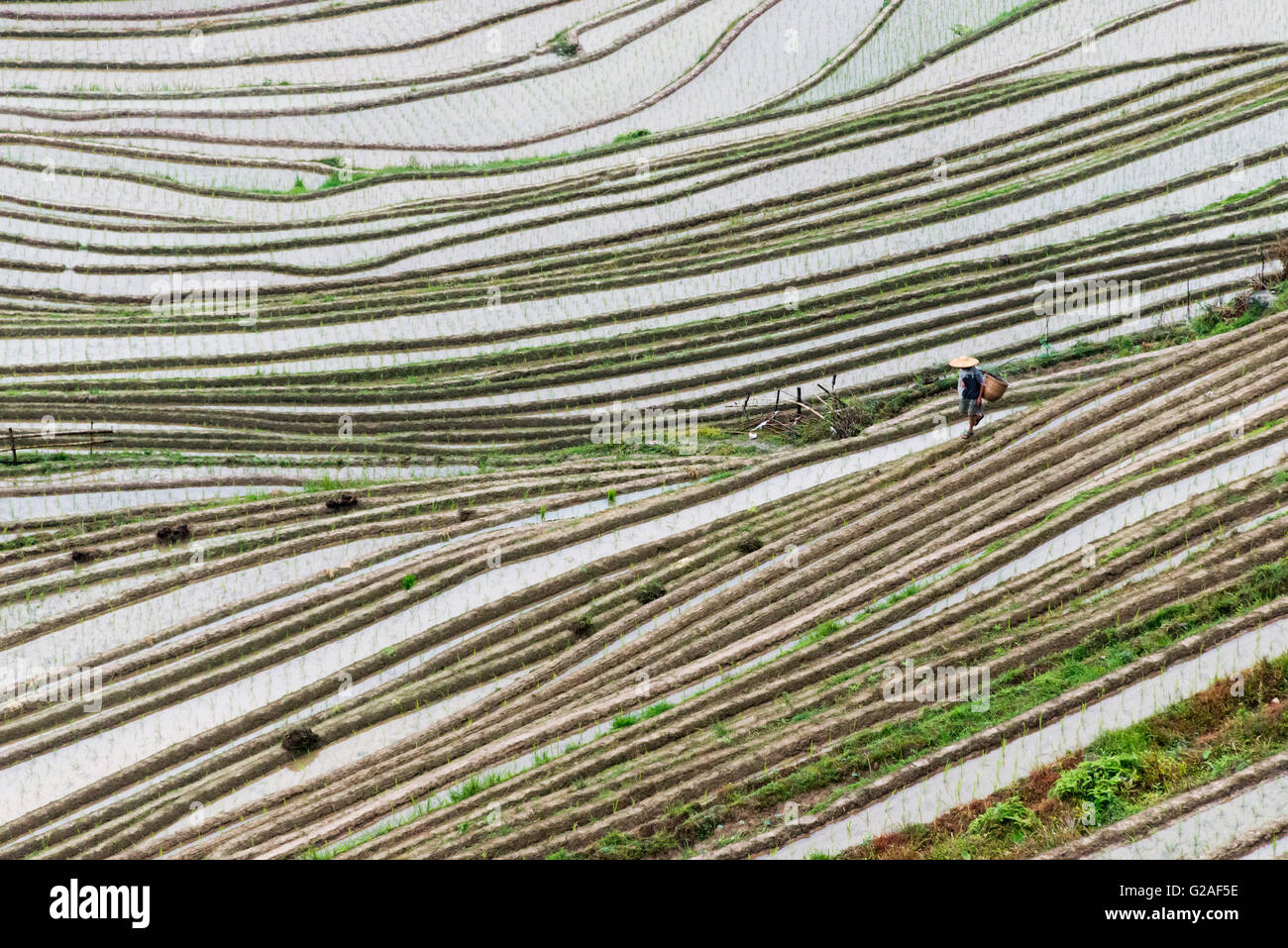 Landwirt auf dem Wasser gefüllt Reis-Terrassen in den Bergen Dazhai, Provinz Guangxi, China Stockfoto