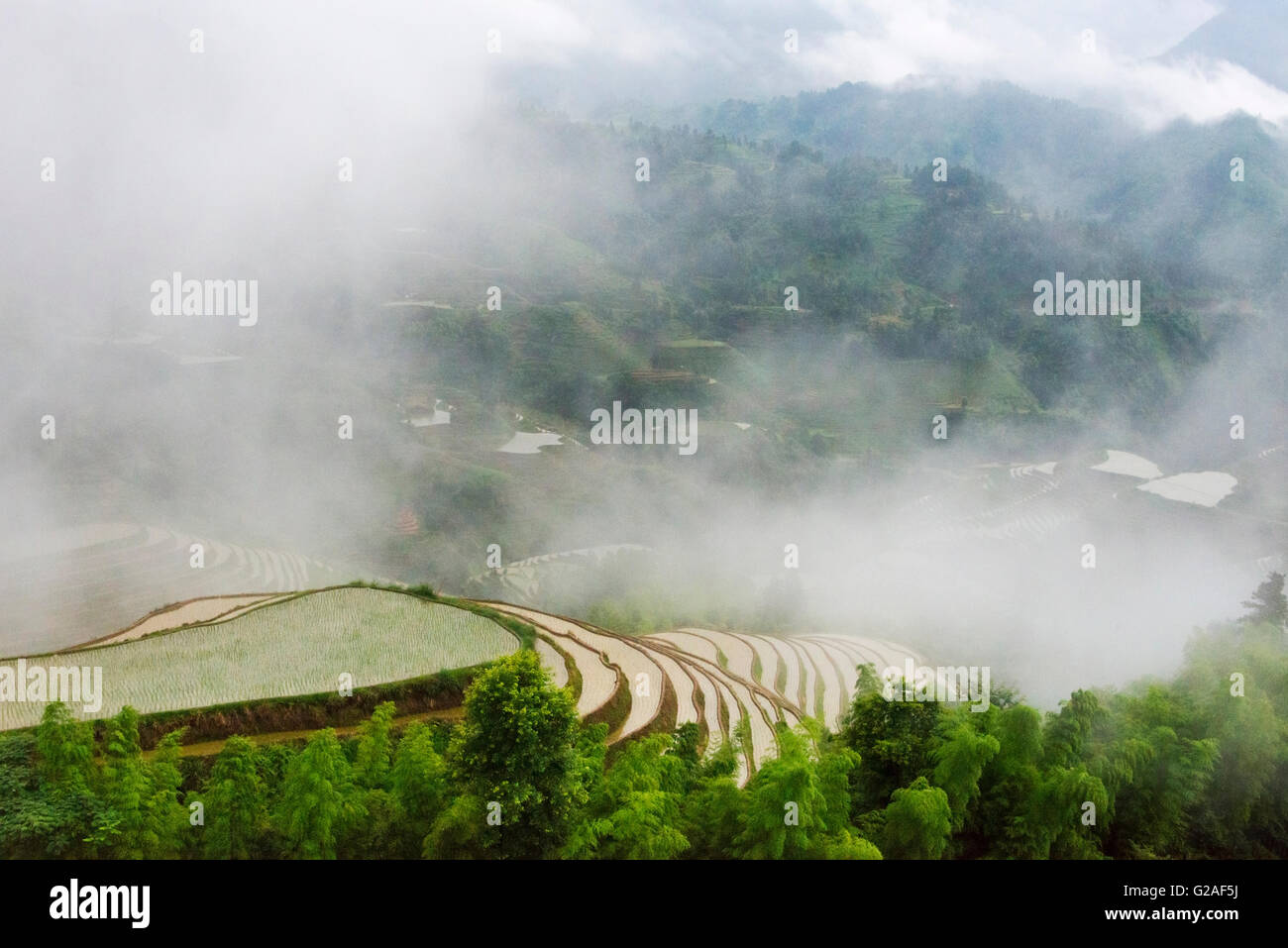 Wassergefüllten Reisterrassen im morgendlichen Nebel in den Bergen der Provinz Guangxi, China Stockfoto