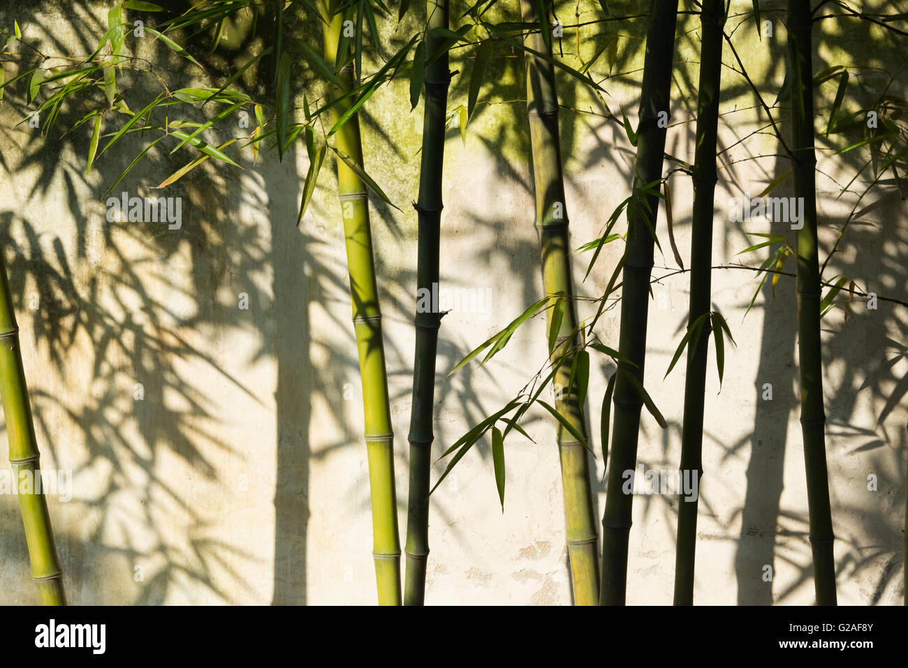 Bambus-Casting-Schatten an der Wand in Humble Administrator Garten, Suzhou, Provinz Jiangsu, China Stockfoto
