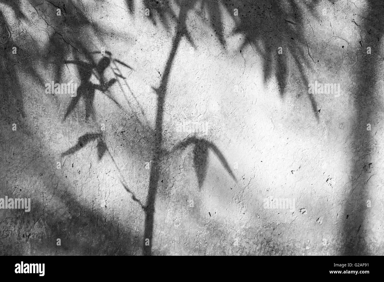 Bambus-Casting-Schatten an der Wand in Humble Administrator Garten, Suzhou, Provinz Jiangsu, China Stockfoto