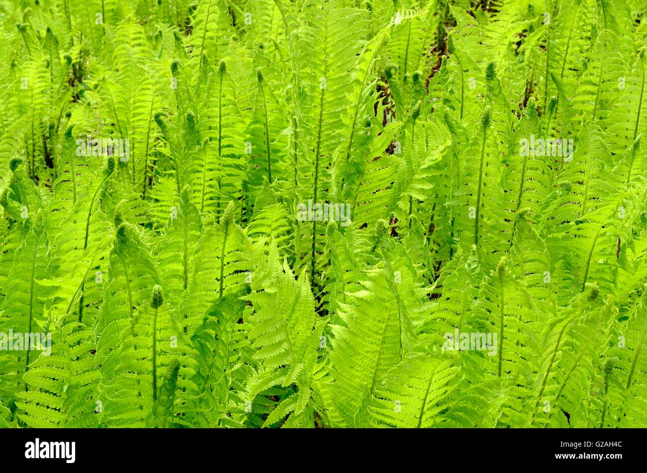 Ostrich Fern Matteuccia Struthiopteris beleuchtet zurück Stockfoto