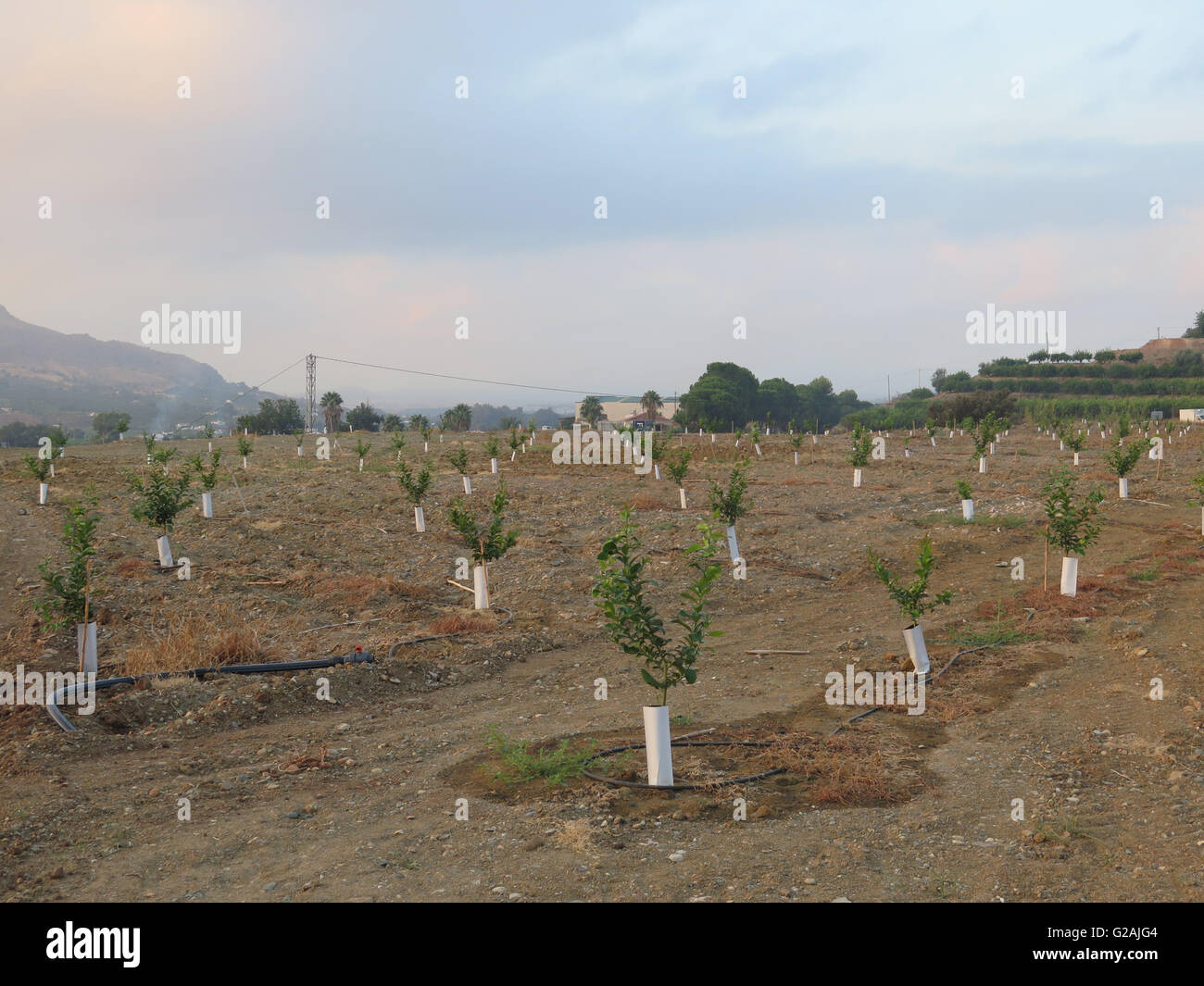 Neu gepflanzte Orangenhain in der Nähe von Alora, Andalusien Stockfoto