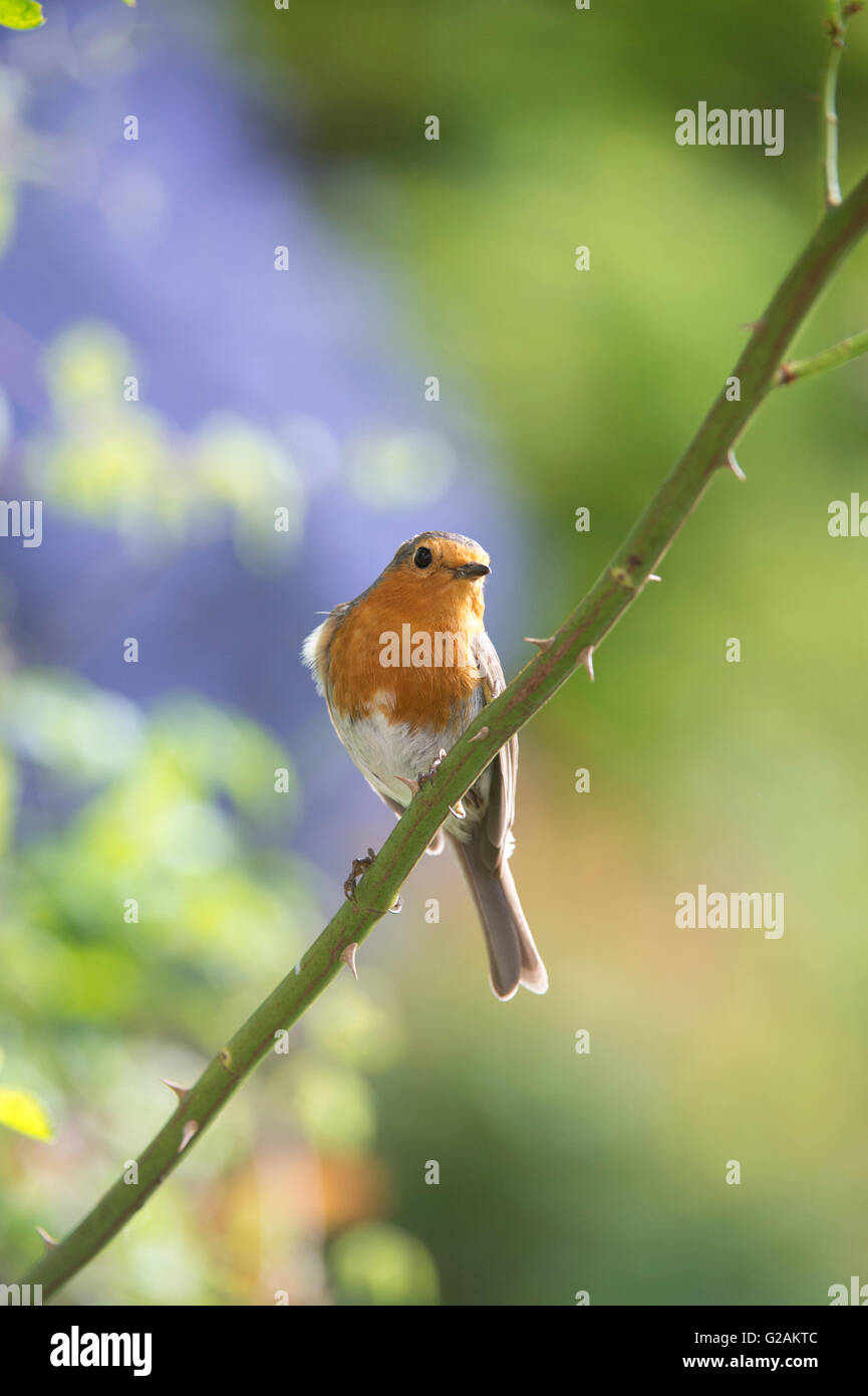 Erithacus Rubecula. Robin auf rose Stamm in einen englischen Garten Stockfoto