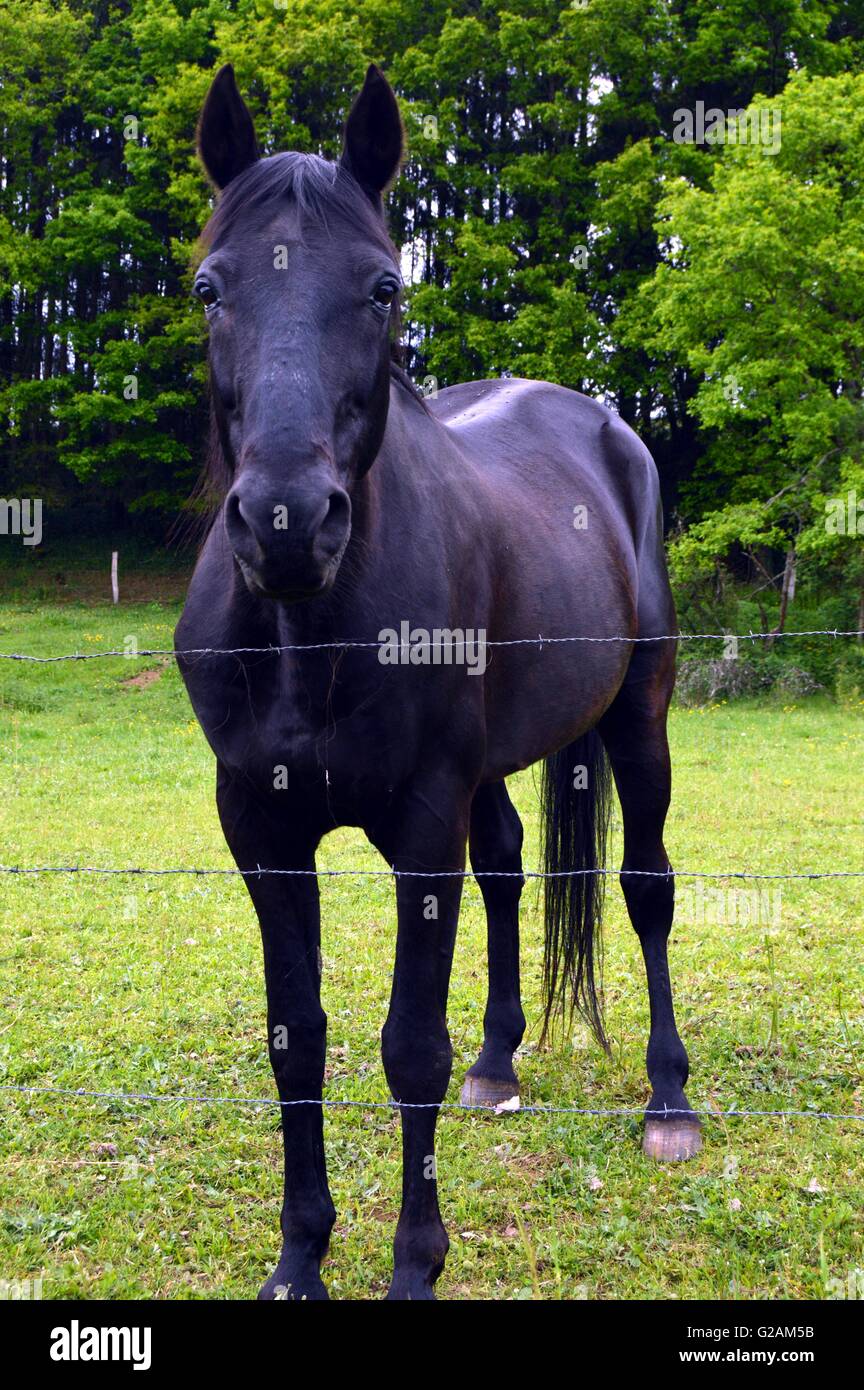 Pferd der schwarzen Farbe in einer kleinen grünen Wiese. Stockfoto