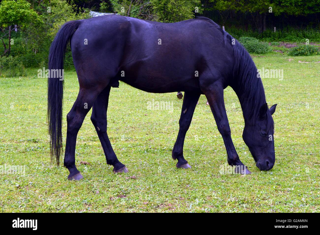 Pferd der schwarzen Farbe in einer kleinen grünen Wiese. Stockfoto