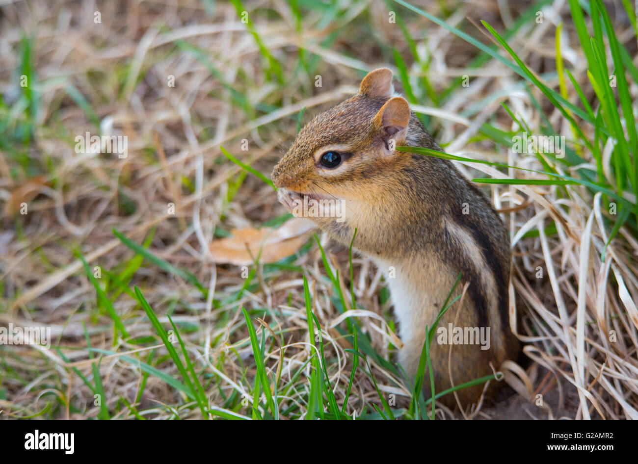 Süßeste kleine Streifenhörnchen (Tamias) je herausspringt und sitzt auf seinem Bau im Boden. Stockfoto