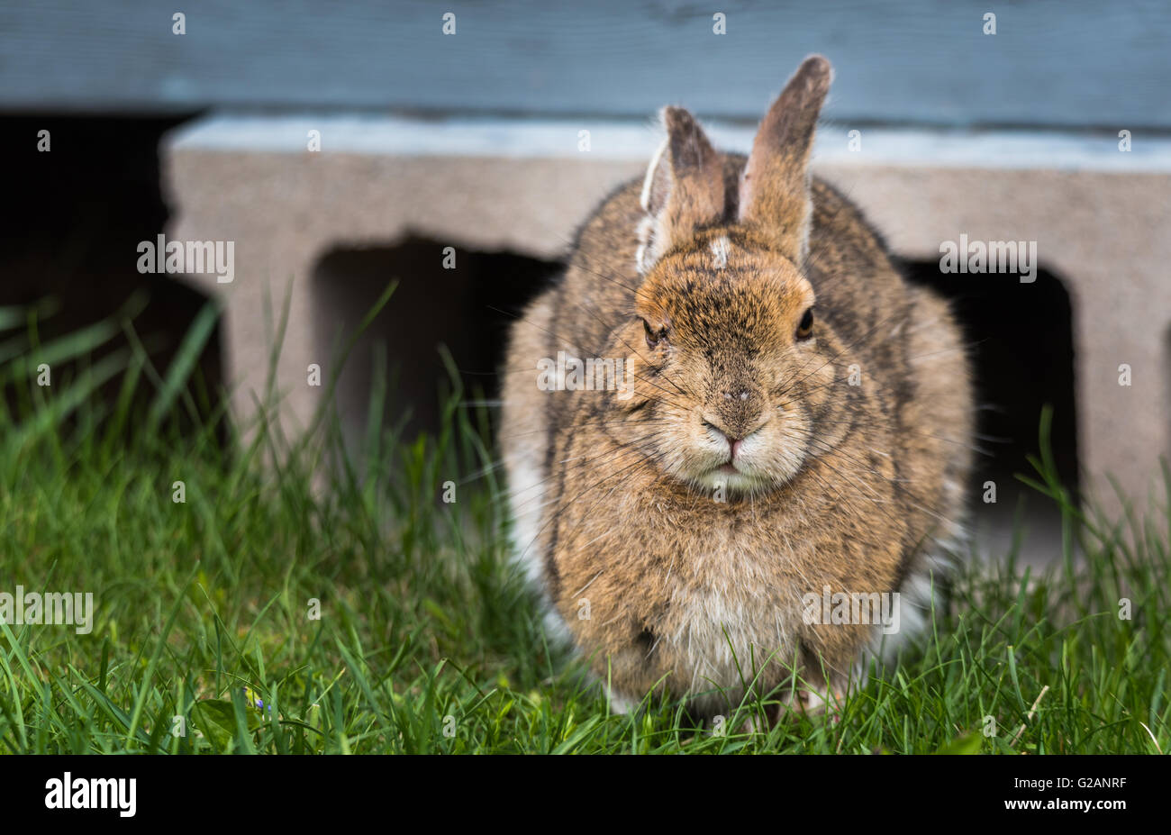 Kluge alte senior Hase Snowshoe Hare Blick in die Kamera. Ich versuche zum Einschlafen - was meinst du wollen? Stockfoto