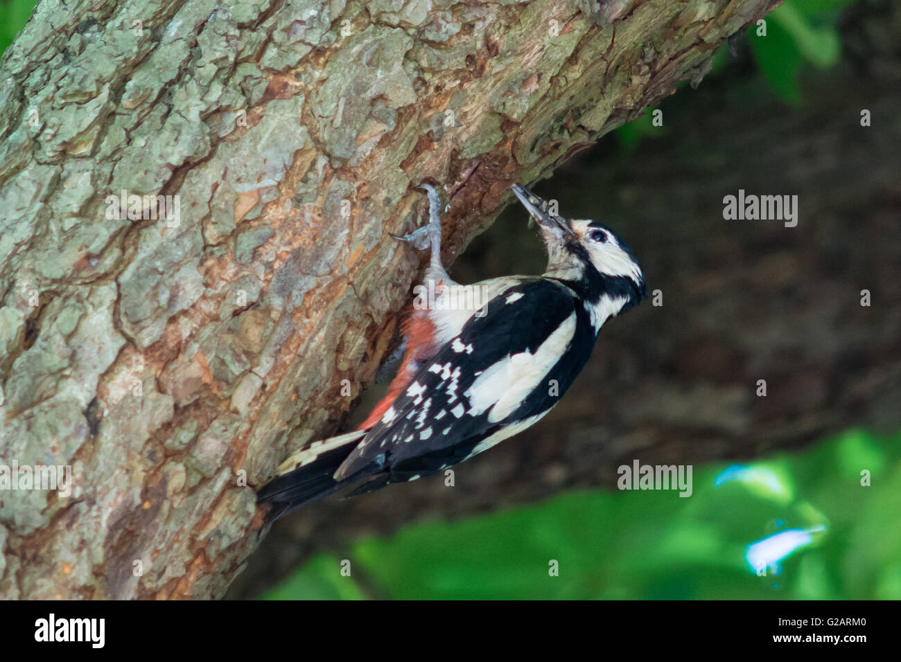 Buntspecht (Dendrocopos großen). Ein Elternteil Specht kommt in das Nest mit einem Schnabel voller Lebensmittel für junge Küken Stockfoto