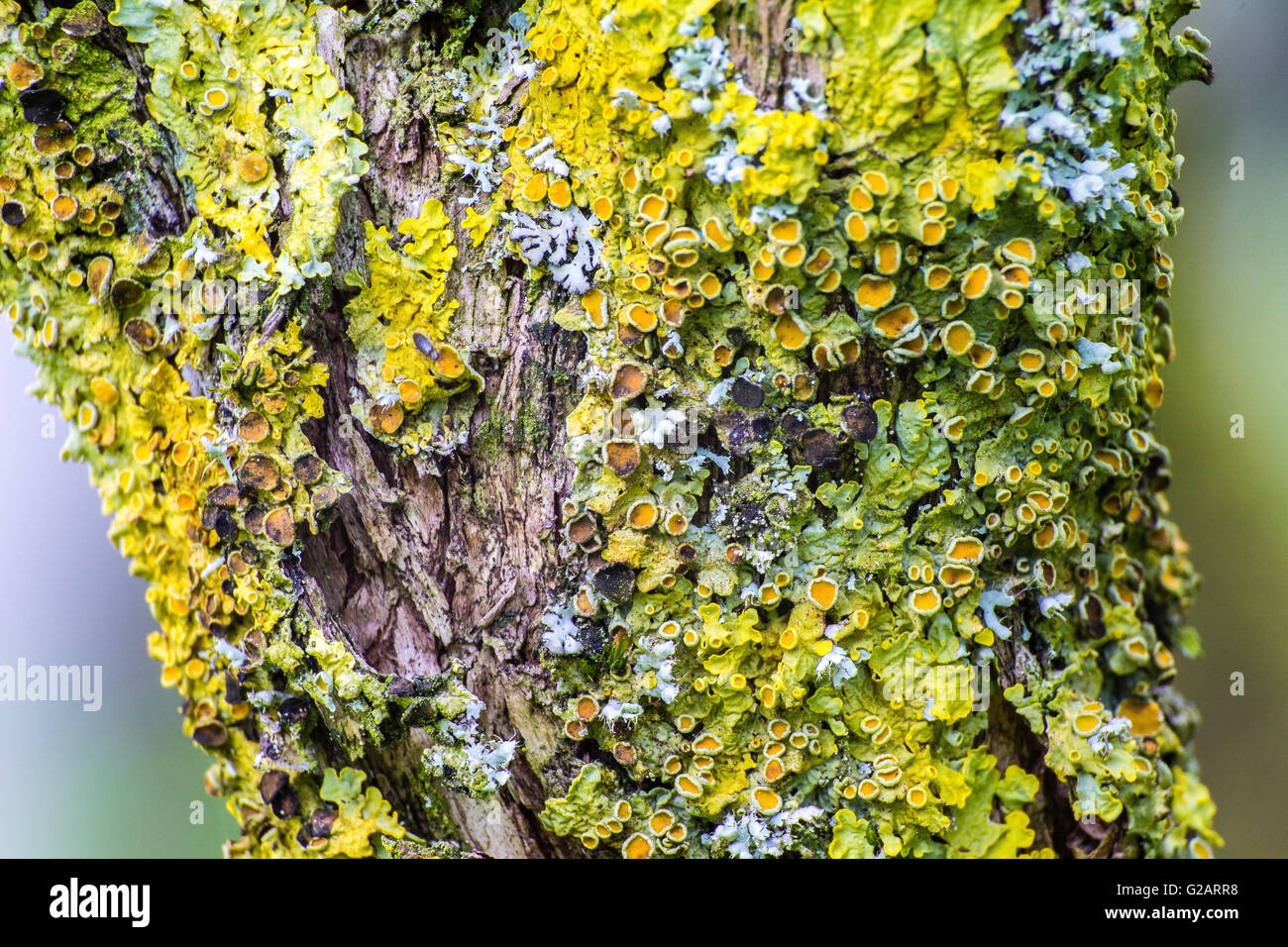 Gelbe Flechten auf Baum Nahaufnahme Makro Stockfoto