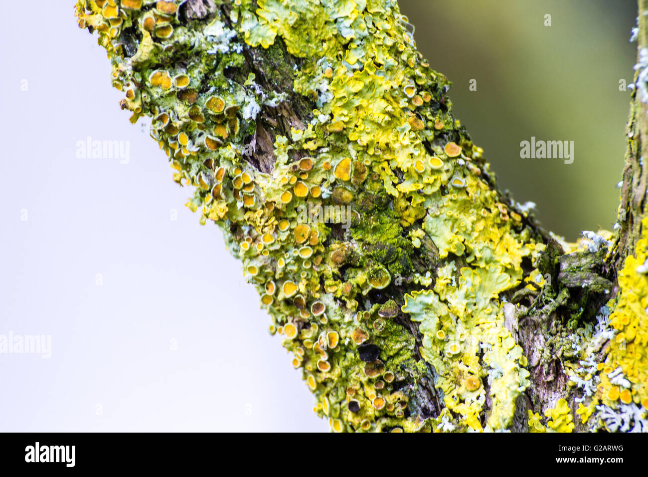 Gelbe Flechten auf Baum Nahaufnahme Makro Stockfoto