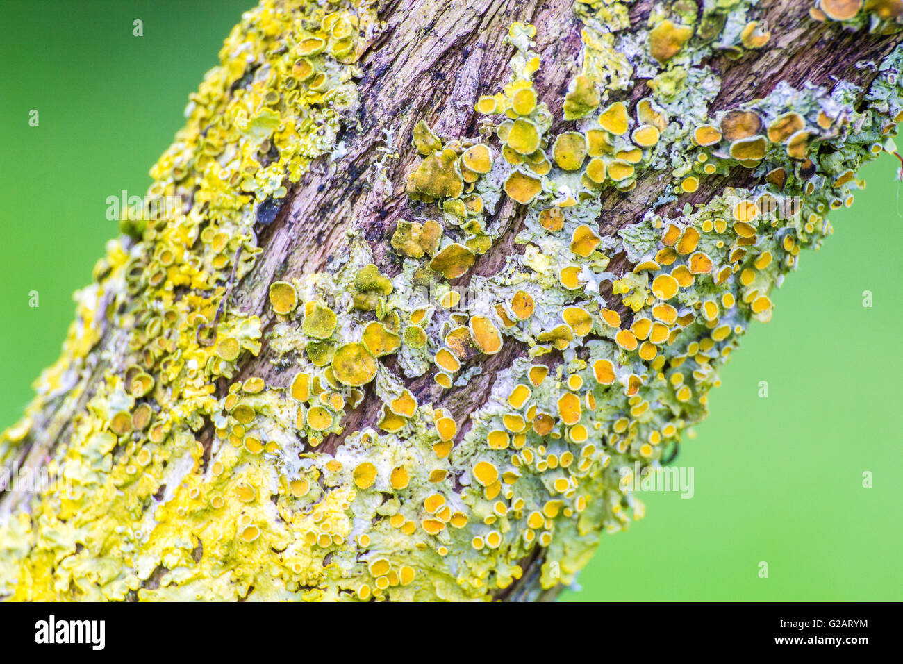 Gelbe Flechten auf Baum Nahaufnahme Makro Stockfoto