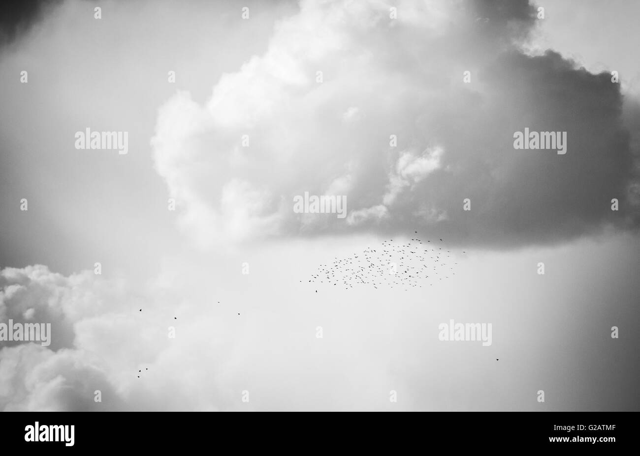 Schwarm Vögel am Himmel in beeindruckenden Cloud-Landschaft Stockfoto
