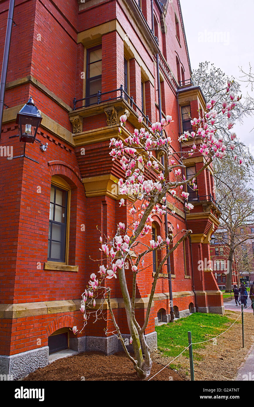 Cambridge, USA - 29. April 2015: Magnolie blüht am Harvard Computer-Gebäude in Harvard Yard von Harvard Stockfoto