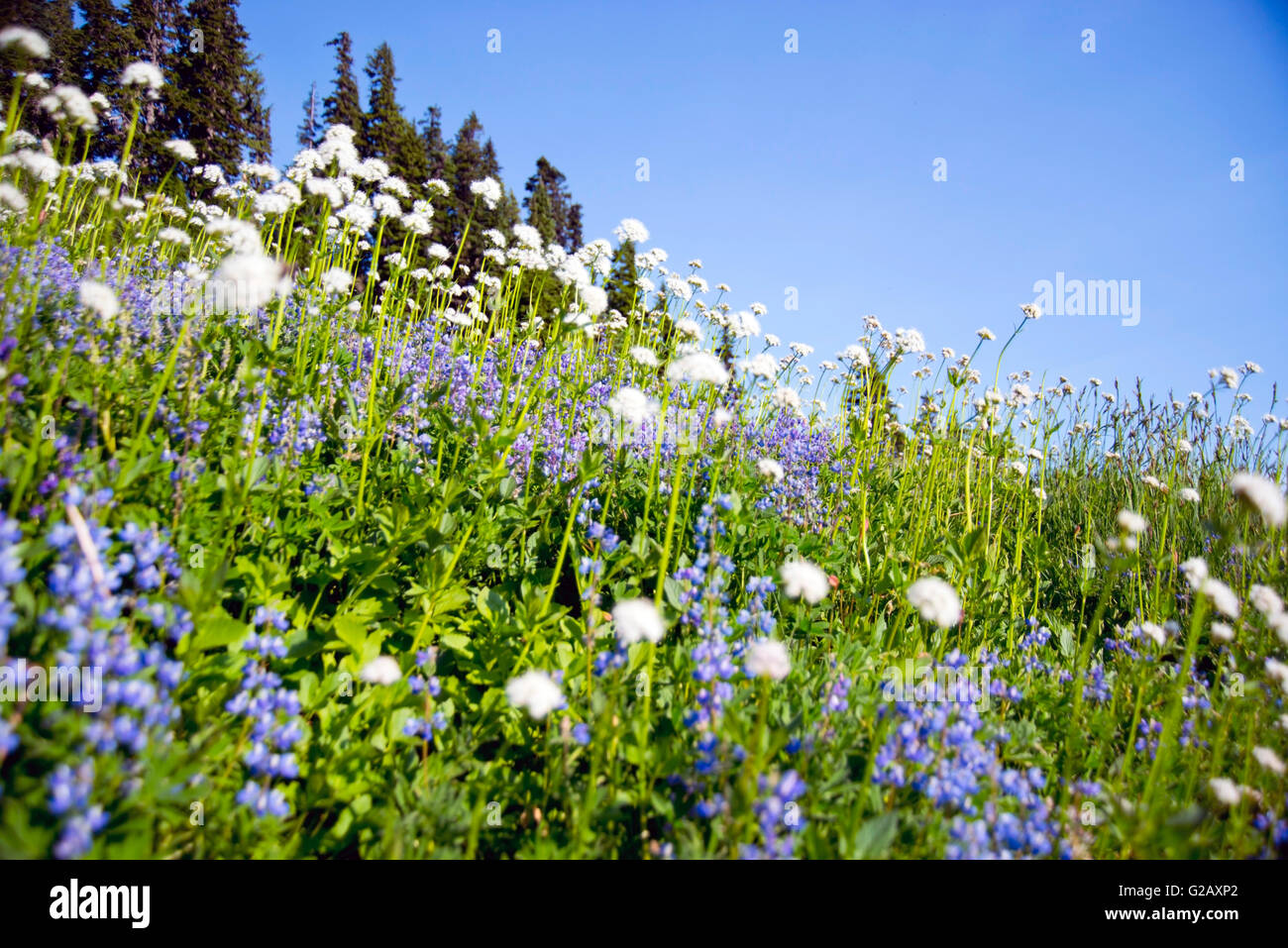 Wilde Blumen Paradies im Mount Rainier National Park. Stockfoto