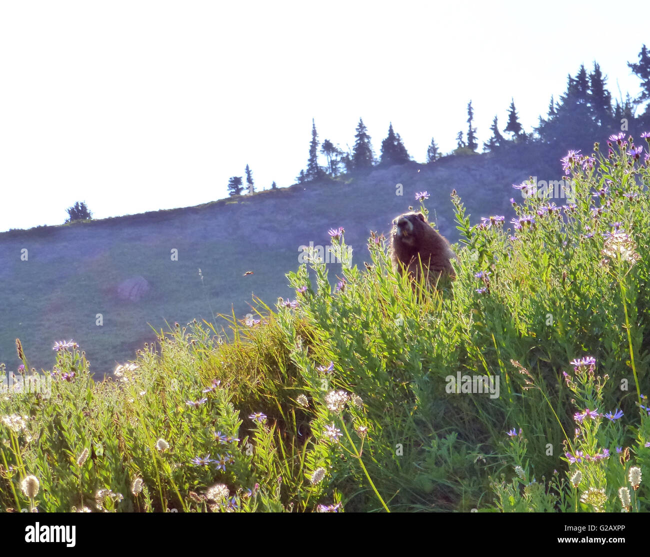 Murmeltiere in Mt Rainier 2 Stockfoto