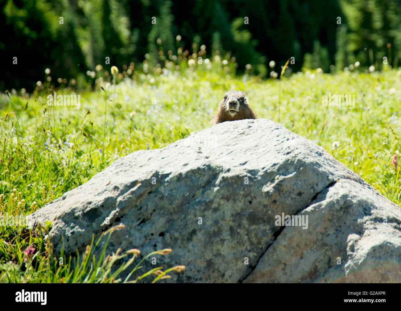 Murmeltiere in Mt Rainier 1 Stockfoto