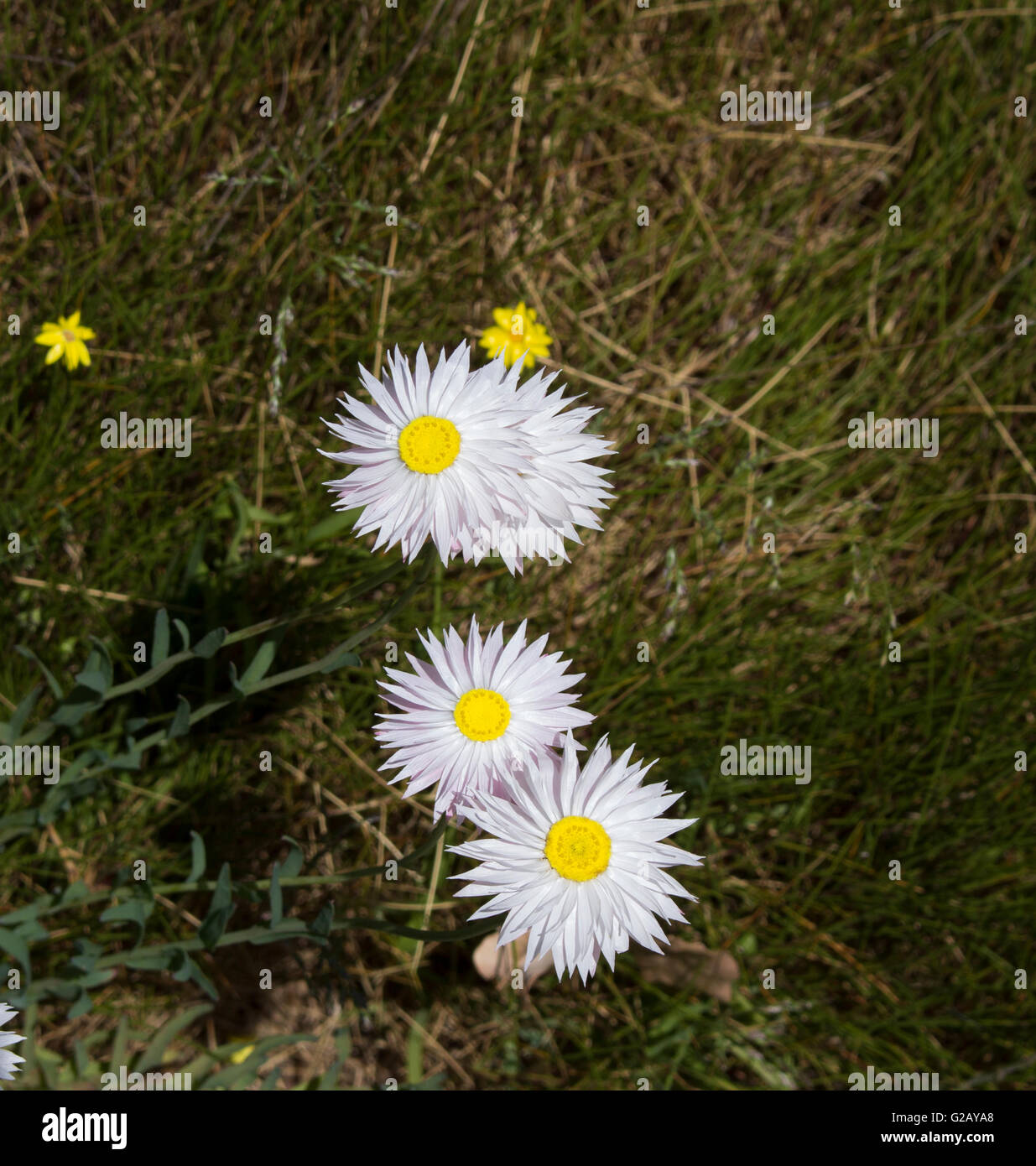 Australischen Weissen Und Rosafarbenen Strohblumen Oder Papier Margeriten Arten In Gattungen Xerochrysum Familie Asteraceae In Kings Park Wa Stockfotografie Alamy