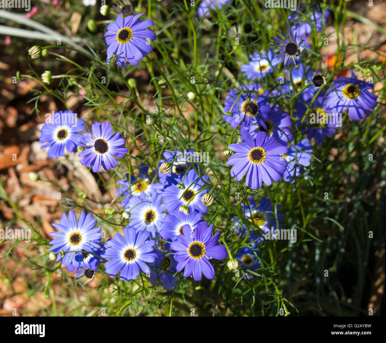 Blaue Blumen der jährlichen Kraut West Australian wildflower Brachyscome iberidifolia, den Swan River Daisy in King's Park Perth ist ein hübsches Hellblau. Stockfoto