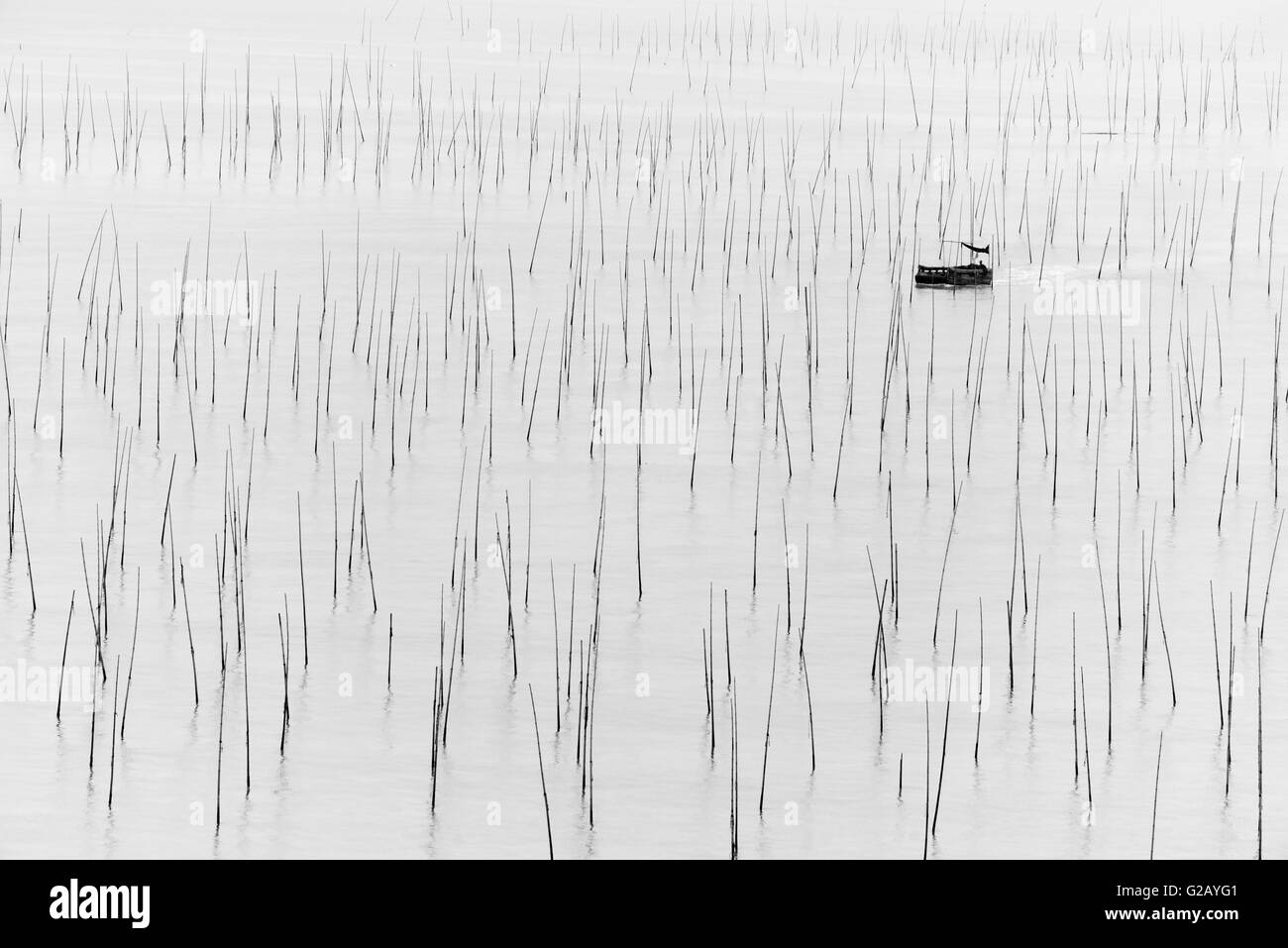 Angelboot/Fischerboot durch Bambusstangen Algen Farm, Küste von East China Sea, Xiapu, Provinz Fujian, China Stockfoto