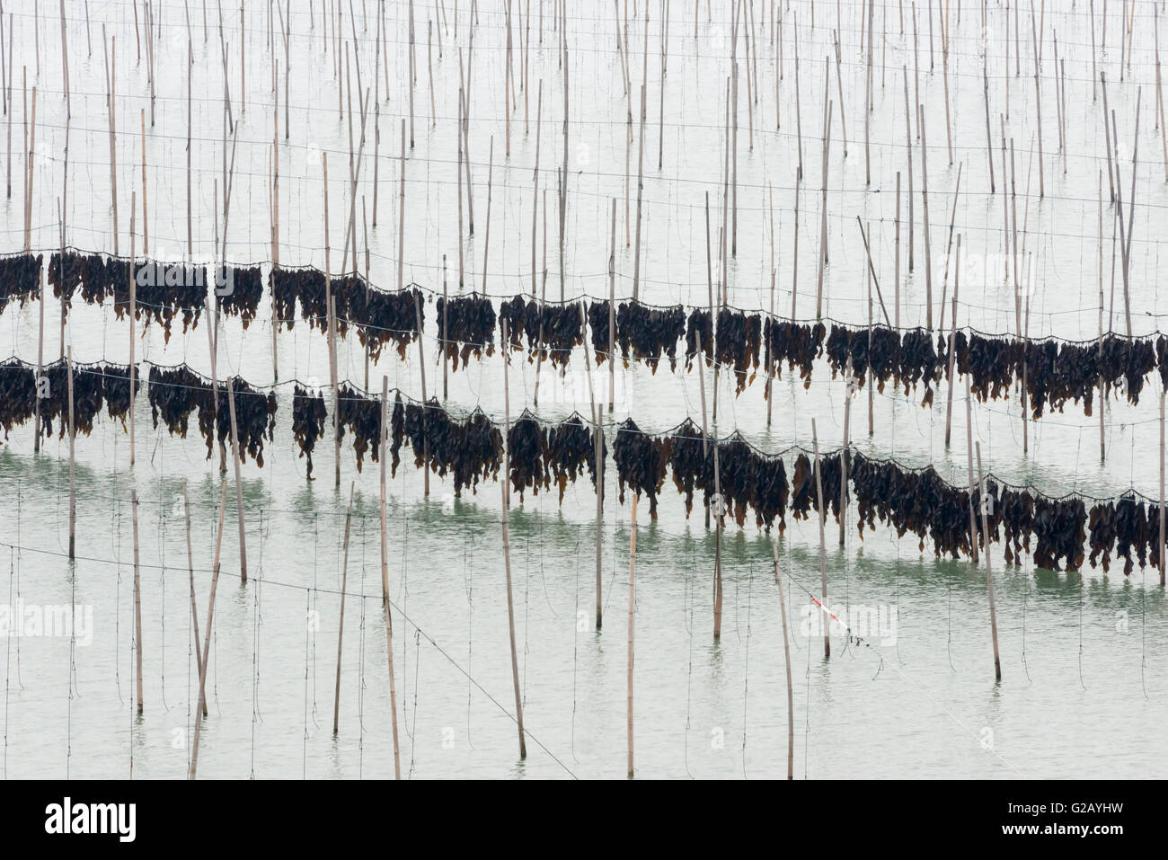 Trocknung von Algen an Bambusstangen in Algen Farm, Küste von East China Sea, Xiapu, Provinz Fujian, China Stockfoto