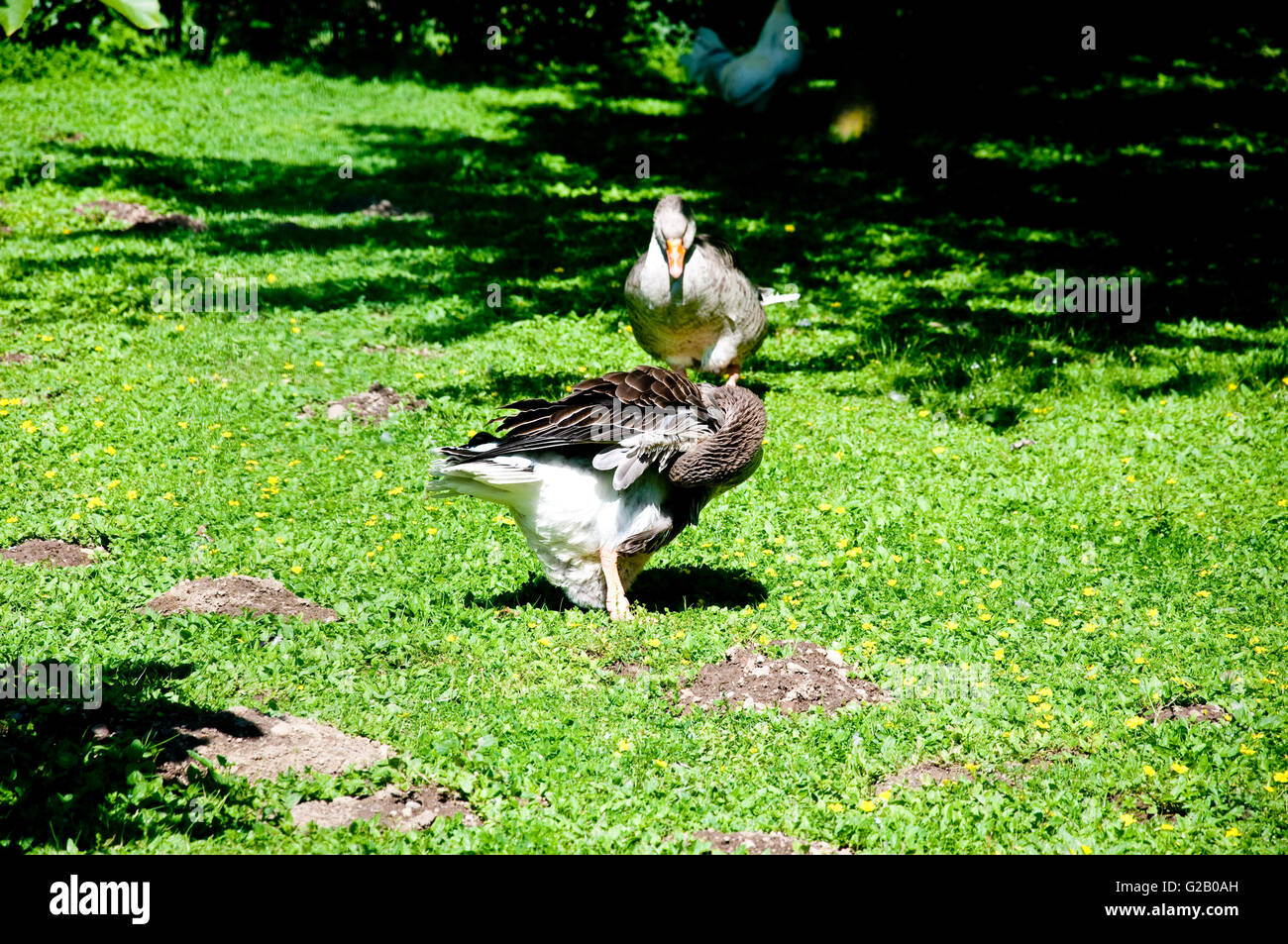 viele Enten spielen in einem grün und frisch Rasen, tierische Anatidae Tier Anseriformes Anserinae aviären Baby Schnabel Rechnung schwarzen Vogel Kleie Stockfoto