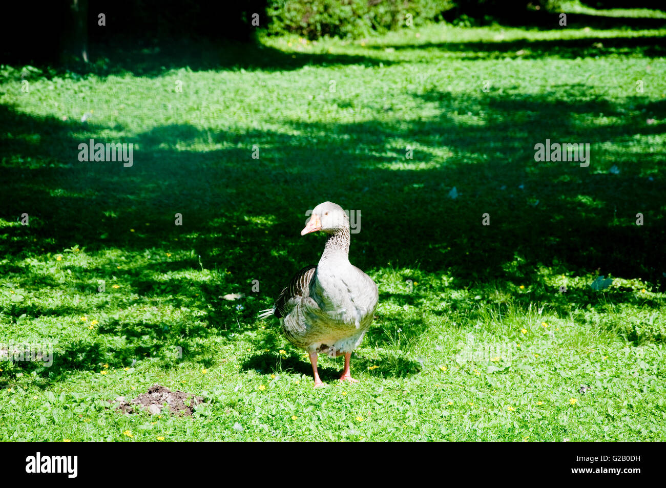 viele Enten spielen eine grün und frisches Gras, Tier Stockfoto